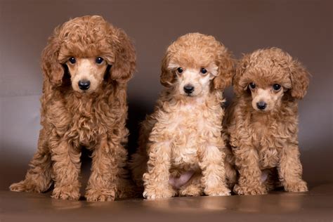 Most of our puppies grow up to be between 10" and 11" tall. . Orangecrest miniature poodles